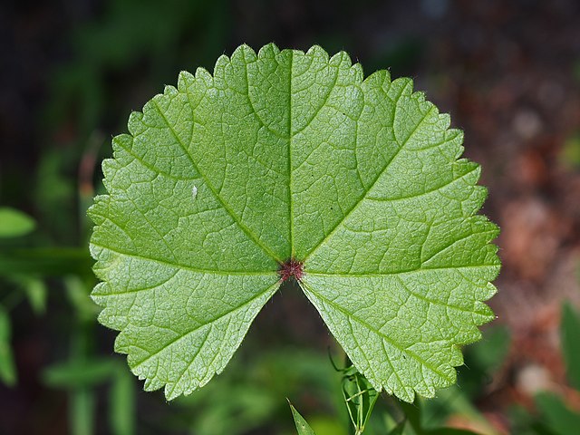 Mallow leaves